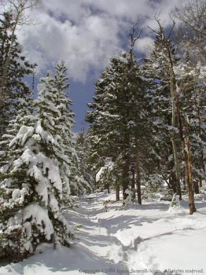 Trail towards Bierstadt Lake from Hollowell Park