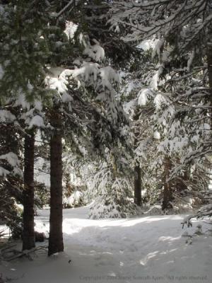 Trees Waiting to Dump on Unsuspecting Hikers