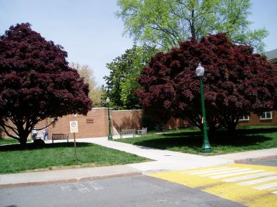 pretty trees!  :)