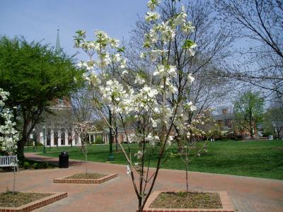 pretty tree...