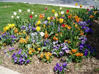 pretty flowers!