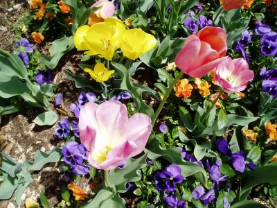 Tulips!