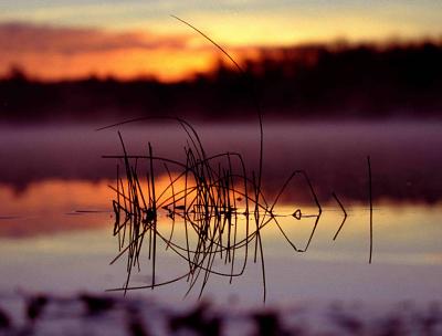 fish in the reeds