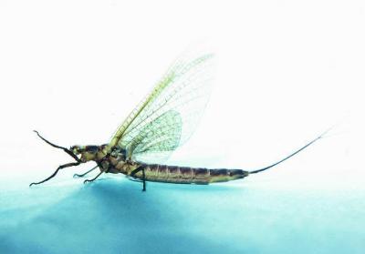 Mayfly