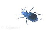 Ground beetle, Calosoma sp.