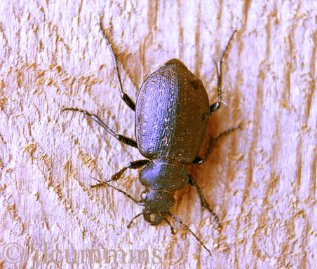 Ground beetle, Calosoma sp.
