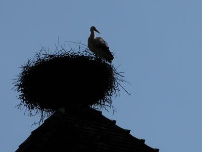 Kaysersberg Stork