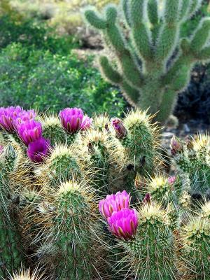 DOF cactus.jpg