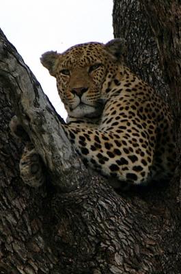 Africa: Wildlife
