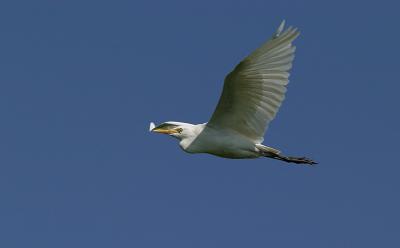Cattle Egret in flight shots