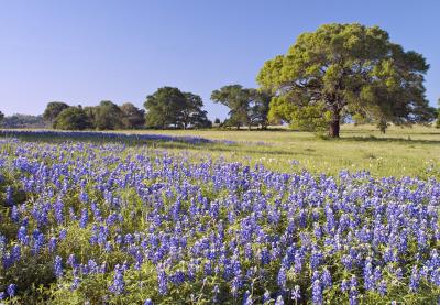 2004 Wildflowers