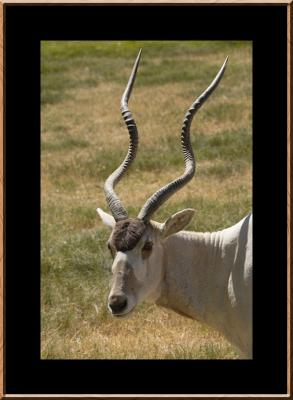 Addax Antelope (AKA screwhorn antelope)