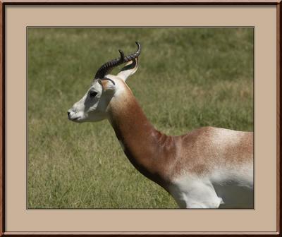 Dama Gazelle #2