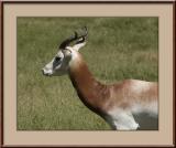 Dama Gazelle #2