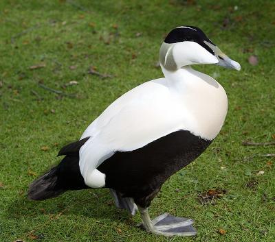 Birds of London's St. James Park