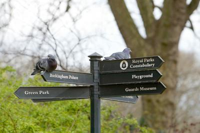 Birds of London's St. James Park