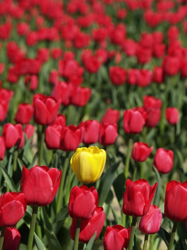 Tulips
