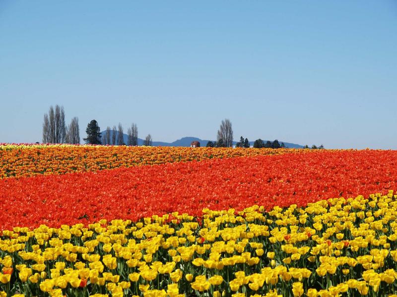 Tulips