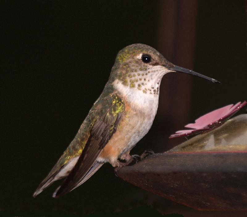 Calliope Hummingbird