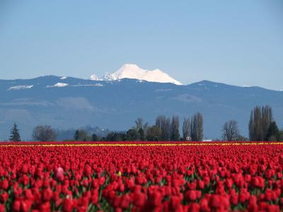 skagit_tulips