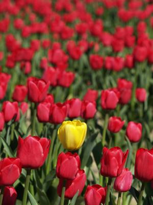 Tulips