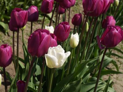 Tulips