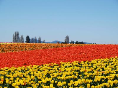 Tulips