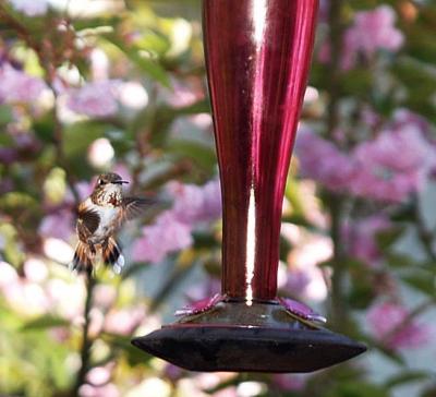 Calliope Hummingbird