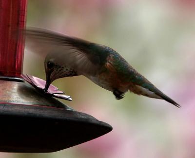 Calliope Hummingbird