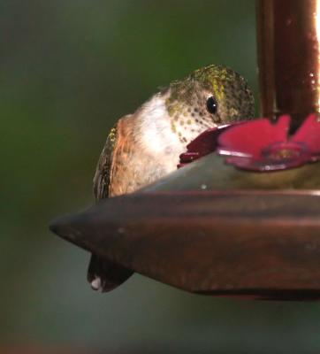 Calliope Hummingbird