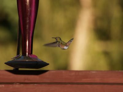 Calliope Hummingbird