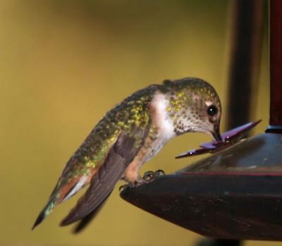 Calliope Hummingbird