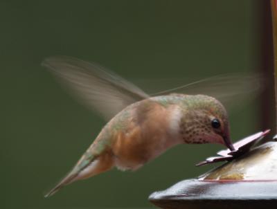 Calliope Hummingbird
