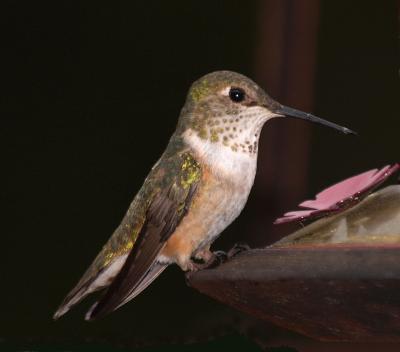 Calliope Hummingbird