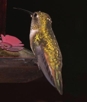 Hummingbird in the rain
