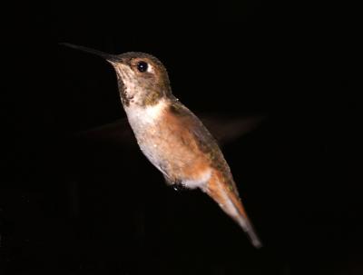 Calliope Hummingbird