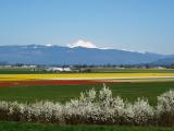 Tulips and Mt. Baker
