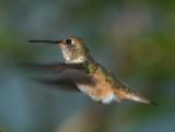 Calliope Hummingbird