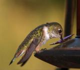 Calliope Hummingbird