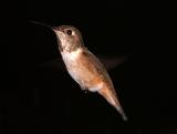 Calliope Hummingbird