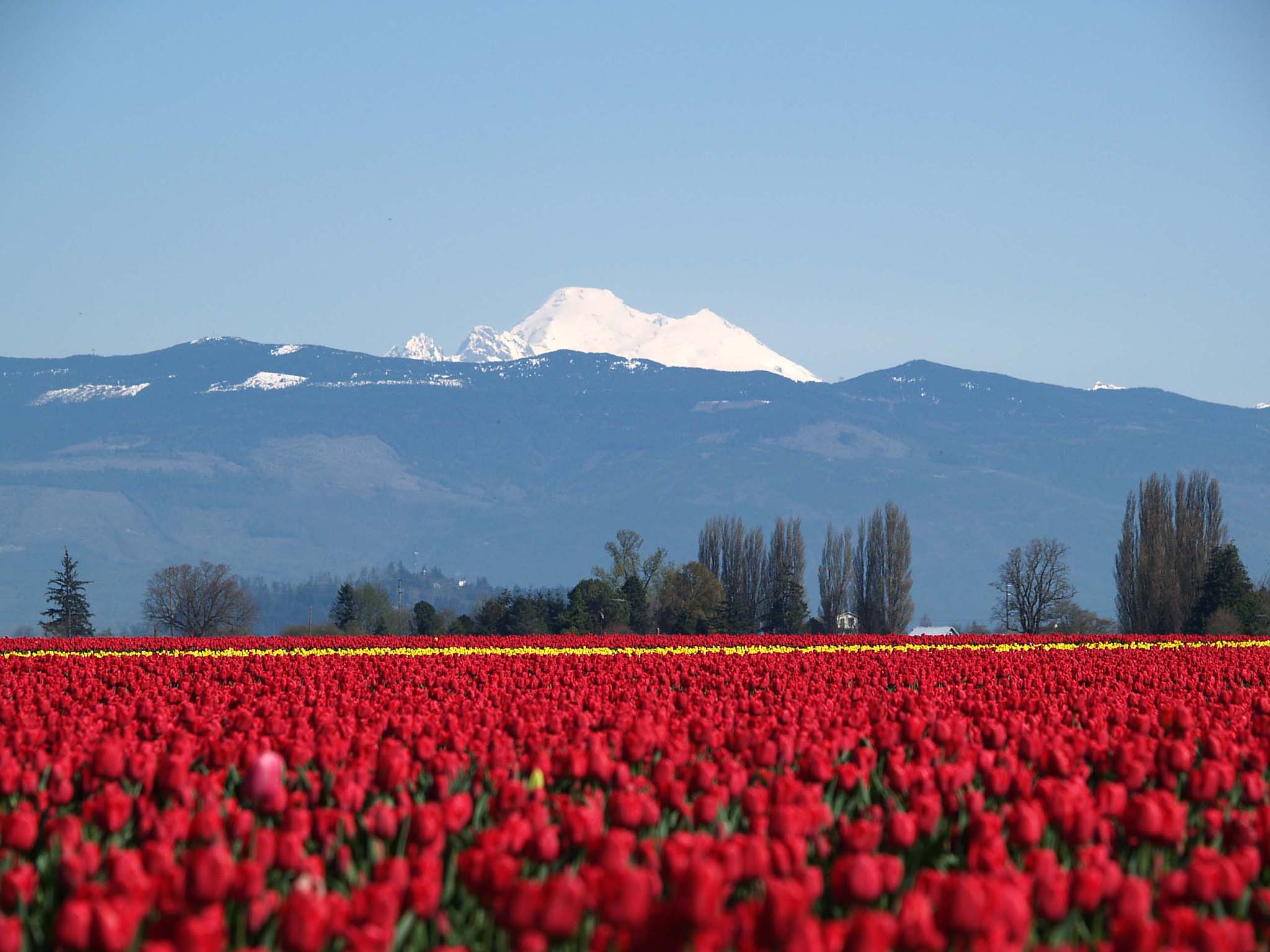Tulips and Mt. Baker