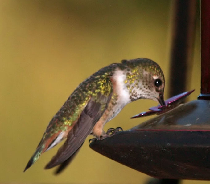 Calliope Hummingbird