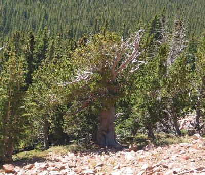2400 Year Old Bristlecone Pine