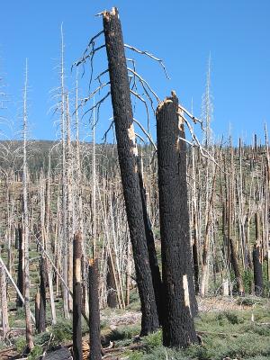 Forest Fire Aftermath 2
