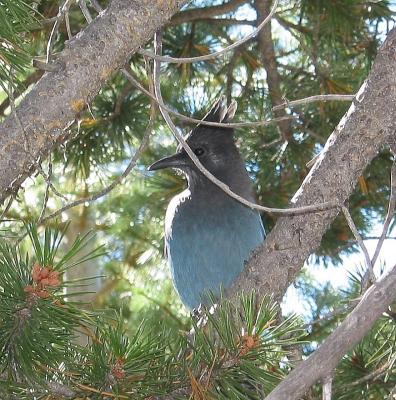 Stellar's Jay