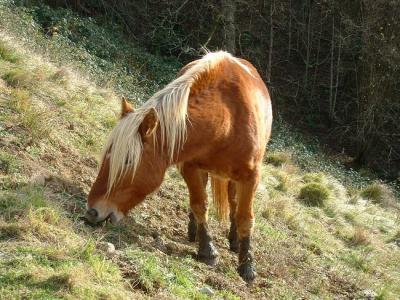 Animal de la variété Marilyne