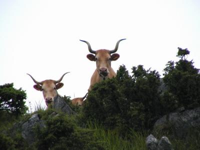 Longues Cornes vous observent