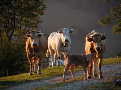 Vaches du soir à Castet