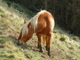 Animal de la varit Marilyne