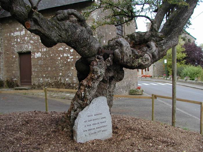 Le plus vieil arbre de France, une aubpine
